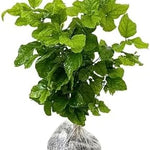 Cape Jasmine Plants - 2 Live Gardenia Plants - 4-6 Inch Indoor Blooming Jasmine Plant