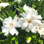 Gardenia Jasmine Plants Live Set - 3 Cape Jasmine Starter Plants 5-7 Inches for Indoor/Outdoor Gardening