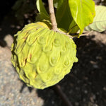 Cherimoya Tree Live Plant - 8-10 Inch - Half Gallon Pot - Tropical Fruit