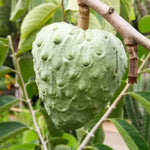 Cherimoya Tree Live Plant 8-10 inch Half-Gallon Pot Sweet Fruit Tree