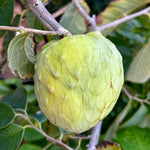 Cherimoya Tree Live Plant 8-10 inch Half-Gallon Pot Sweet Fruit Tree