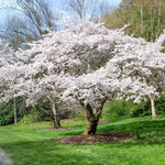 Cherry Blossom Tree Plant Live - Flowering Cherry in 2.5in Pot Perennial Bloom