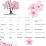 Cherry Blossom Tree Plant Live - Flowering Cherry in 2.5in Pot Perennial Bloom