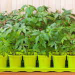 Cherry Tomato Plant - 4 Inch Pot - Edible Garden