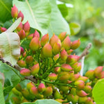 Chinese Pistache Tree 4-6 Inch Deciduous Shade Tree