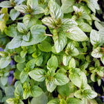 Chocolate Mint Plant Set - Live Culinary Herb - High Yield Outdoor Planting