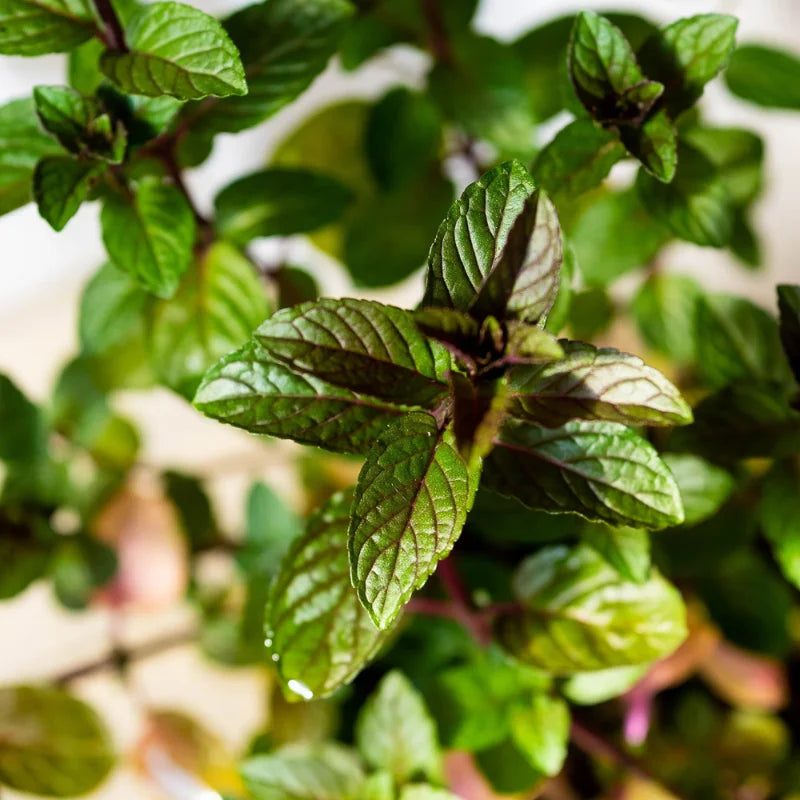 6 Chocolate Mint Plants Live Herbs, Well-Rooted Starter Plants, 4-6 Inch Height