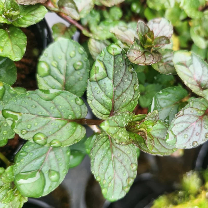 6 Chocolate Mint Plants Live Herbs, Well-Rooted Starter Plants, 4-6 Inch Height