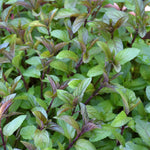 3 Pack Chocolate Mint Plants Live Herbs - Starter Plants 4-6 Inch