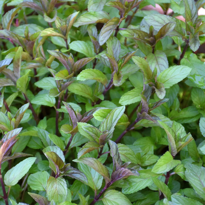 3 Pack Chocolate Mint Plants Live Herbs - Starter Plants 4-6 Inch