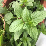 Chocolate Mint Plants - Set of 3 Live Herb Plants for Outdoor Growing