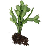 Christmas Cactus Bare Root 4-6 Inch - Holiday Blooming Plant