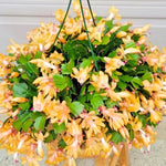 Set 4 Christmas Cactus Plants Live, Holiday Houseplants 4-9" Tall, No Pot, Bareroots