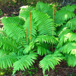 Cinnamon Fern Plants Live, 10 Bare Roots, 4-7 Inches, Indoor/Outdoor