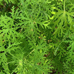 Citronella Plant Set of 2, Live Mosquito Repellent Plants, Indoor Outdoor