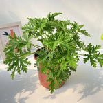 Citronella Plants Live - 3 Pack Herb Plants - 5-7 Inch Tall - Natural Mosquito Repellent