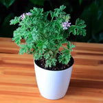 Citronella Plants Live - 3 Pack Herb Plants - 5-7 Inch Tall - Natural Mosquito Repellent