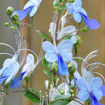 Clerodendrum Blue Butterfly Plant, 4-8'' Perennial Starter Plant
