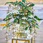 Clerodendrum Wallichii Smithianum Live Plant - Vine to Grow - 5-9 inch Tall - Flowering Plant