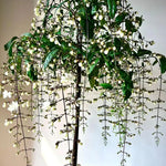 Clerodendrum Wallichii Smithianum Live Plant - Vine to Grow - 5-9 inch Tall - Flowering Plant