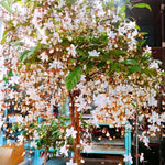 Clerodendrum Wallichii Smithianum Plant Live - White Chain of Glory Vine 5-9'' Flowering Vine