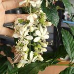 Clerodendrum Wallichii Smithianum Plant Live - White Chain of Glory Vine 5-9'' Flowering Vine