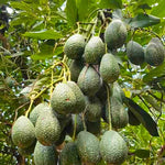 Cold Hardy Hass Avocado Plant Live Tree - 8-16 Inch Half Gallon Pot
