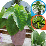 2 Colocasia Live Plants - Elephant Ear, 4-6" Tall, Indoor Outdoor