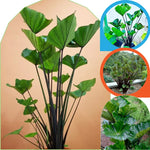 2 Colocasia Live Plants - Elephant Ear, 4-6" Tall, Indoor Outdoor