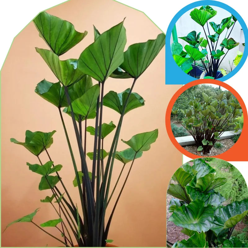 2 Colocasia Live Plants - Elephant Ear, 4-6" Tall, Indoor Outdoor