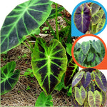 2 Colocasia Live Plants - Elephant Ear, 4-6" Tall, Indoor Outdoor