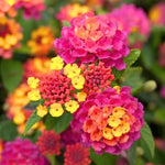 Lantana Plants 2-Pack, 4-Inch Pots, Colorful Outdoor Fragrant Flowers