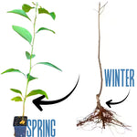 Sassafras Trees Live Plants - 2 Potted Trees - Outdoor Planting