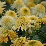 Coneflower Live Plant Starter Plant 3-5 Inch Flowering Perennial