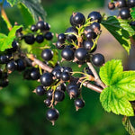 Consort Black Currant Plant Live - 1-2 Year Bareroot Currant Bush for Fruit Production
