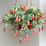 Cotyledon Pendens Succulent Live Plant - Hanging Variety - 4 Inch Pot - Drought Tolerant