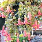 Cotyledon Pendens Succulent Live Plant - Trailing Variety in 4 Inch Pot