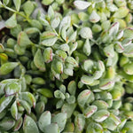 Cotyledon Pendens Succulent Live Plant - Hanging Variety - 4 Inch Pot - Drought Tolerant