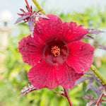 Pack 2 Cranberry Hibiscus Plant - Live Hibiscus Flower Plant - 4-6 Inches - Indoor/Outdoor