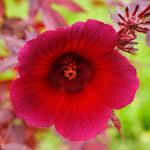 Pack 2 Cranberry Hibiscus Plant - Live Hibiscus Flower Plant - 4-6 Inches - Indoor/Outdoor
