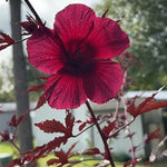 Pack 2 Cranberry Hibiscus Plant - Live Hibiscus Flower Plant - 4-6 Inches - Indoor/Outdoor