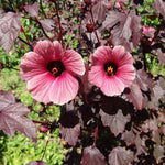 Pack of 2 Cranberry Hibiscus Plants Live - Red Hibiscus Flowering Plants 4-6 inch