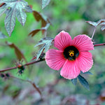 Pack of 2 Cranberry Hibiscus Plants Live - Red Hibiscus Flowering Plants 4-6 inch