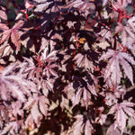Pack of 2 Cranberry Hibiscus Plants Live - Red Hibiscus Flowering Plants 4-6 inch