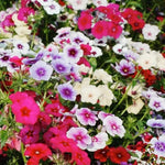 2 Creeping Phlox Plants - Live Perennials - 4-6 Inch Ornamental Flowers