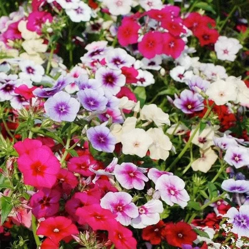 3 Creeping Phlox Plants Live Perennials, 4-6" Tall, Climbing Creeping Phlox Live Plant, Phlox Flowers Vine