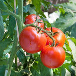Creole Tomato Plant - Vegetable Plant - 2.5" Pot - Garden Ready