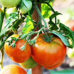 Creole Tomato Plant - Vegetable Plant - 2.5" Pot - Garden Ready