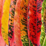 Croton Plant Live - 4 Inch Potted House Plant for Garden Decor