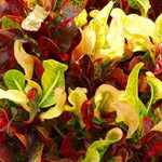 Croton Plant Live - 4 Inch Potted House Plant for Garden Decor